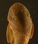 Pseudancistrus pediculatus 27 mmSL FMNH 58565 dorsal head
